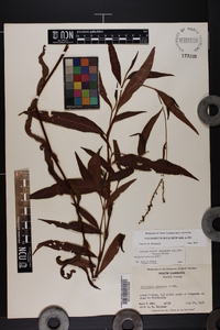 Polygonum setaceum image