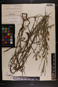 Pityopsis graminifolia image