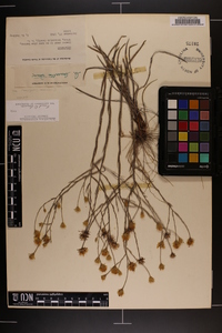 Pityopsis graminifolia image