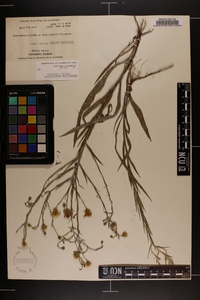 Pityopsis graminifolia image