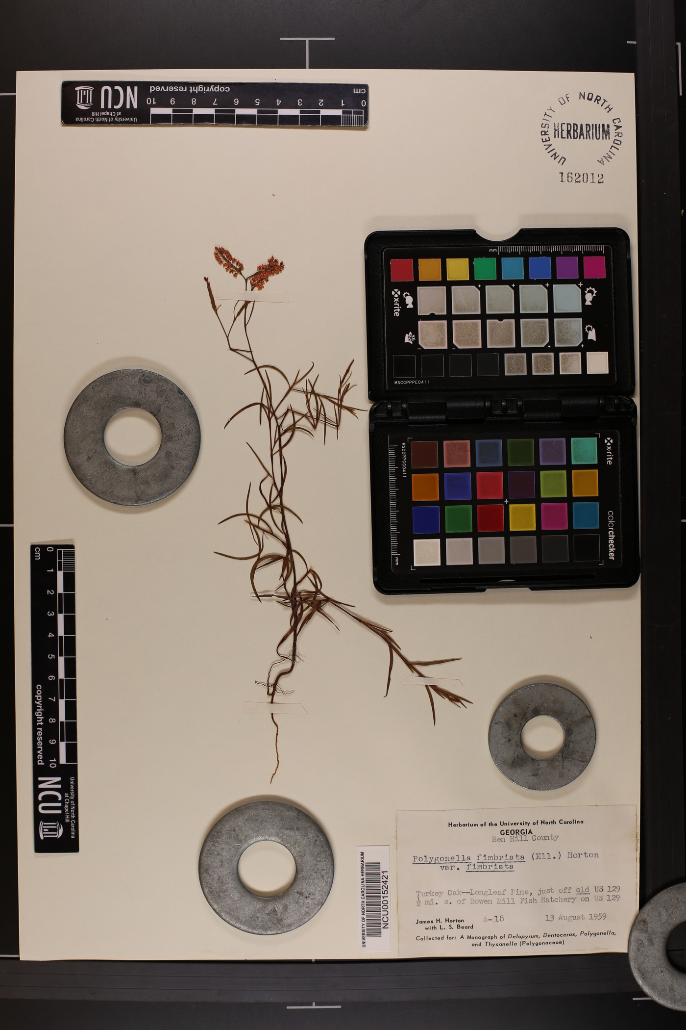 Polygonella fimbriata var. fimbriata image