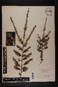 Tsuga canadensis image