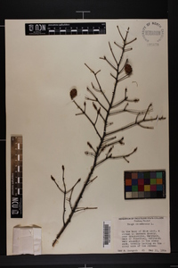 Tsuga canadensis image