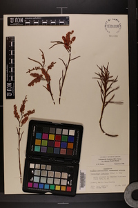Polygonella fimbriata image