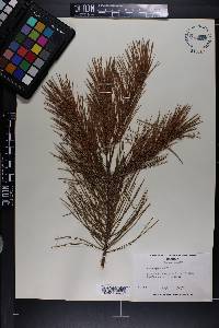 Pinus glabra image