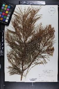 Pinus glabra image