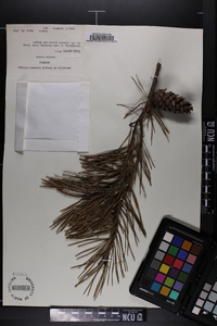 Pinus glabra image