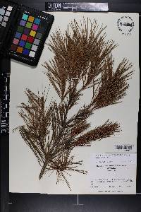 Pinus glabra image