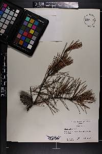 Pinus glabra image