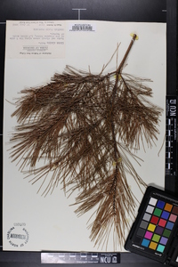 Pinus glabra image