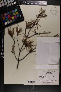 Pinus glabra image