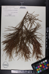 Pinus glabra image