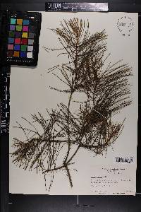 Pinus glabra image