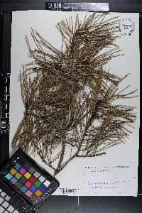 Pinus glabra image