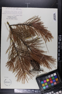 Pinus glabra image