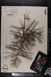 Pinus glabra image