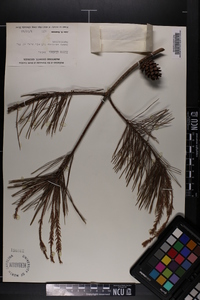 Pinus glabra image