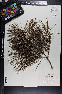 Pinus glabra image