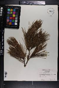 Pinus glabra image