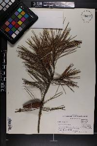 Pinus glabra image