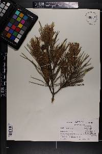 Pinus glabra image