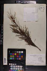 Pinus glabra image