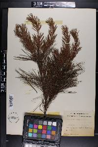 Pinus glabra image