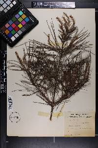 Pinus glabra image