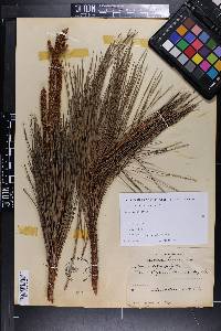 Pinus heterophylla image