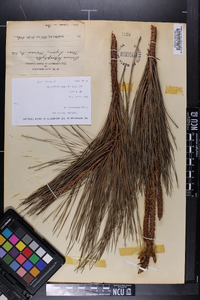 Pinus heterophylla image