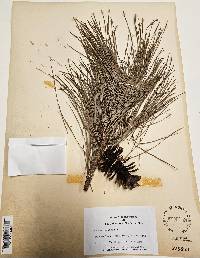 Pinus heterophylla image