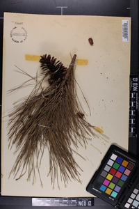 Pinus heterophylla image