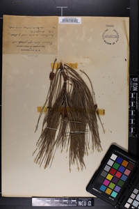 Pinus heterophylla image