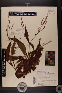 Polygonum densiflorum image