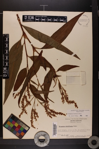 Polygonum densiflorum image