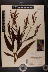 Polygonum densiflorum image