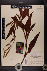 Polygonum densiflorum image