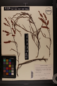 Polygonella fimbriata image