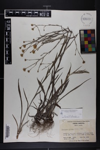 Pityopsis graminifolia image