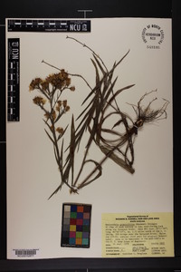 Pityopsis aspera image