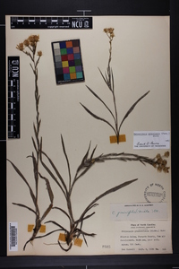 Pityopsis aspera image