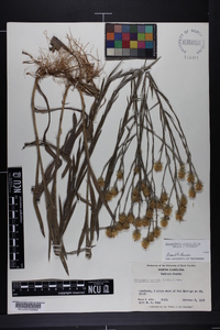 Pityopsis graminifolia image