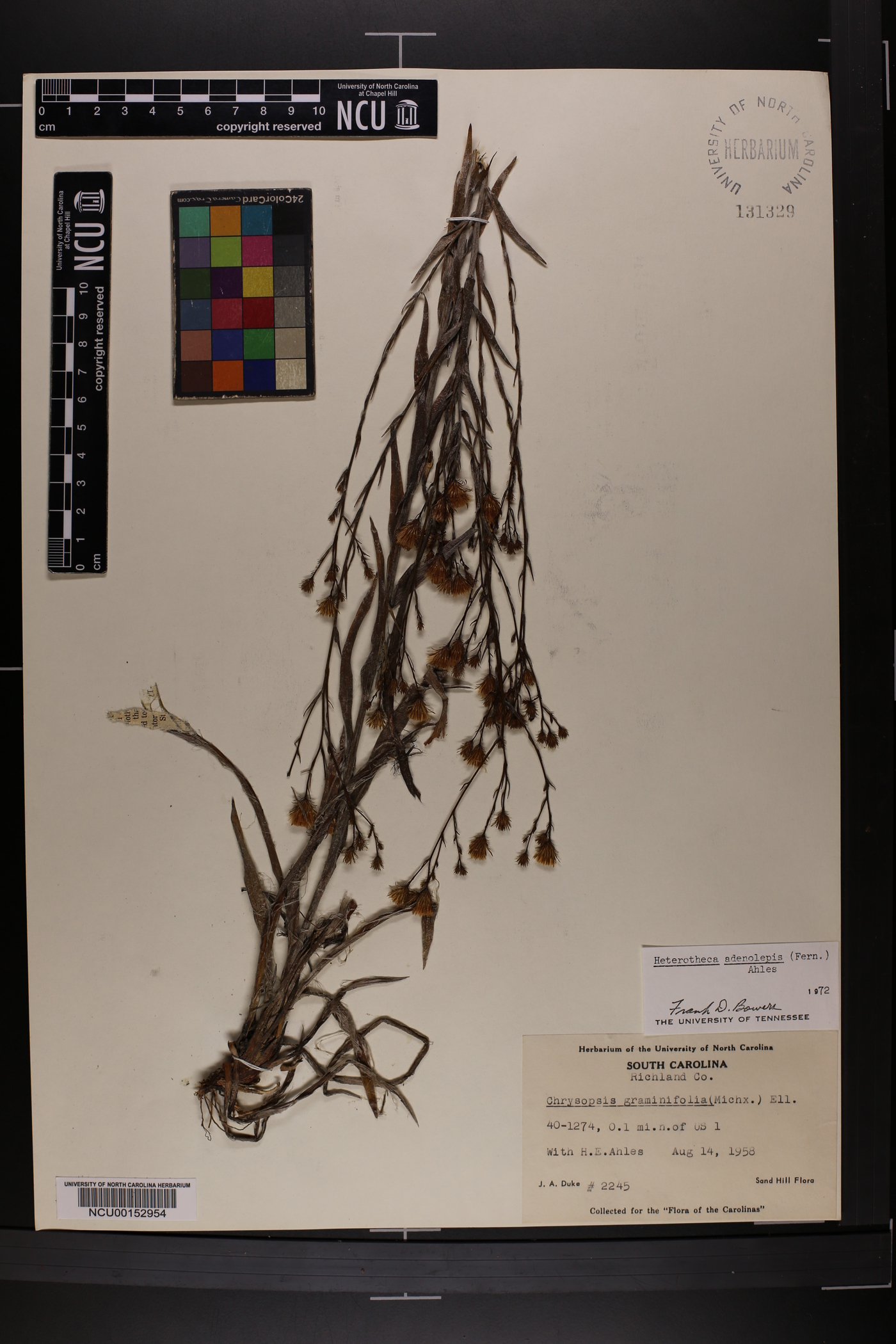 Pityopsis aspera image