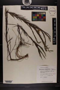 Pityopsis tracyi image