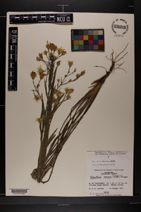 Pityopsis graminifolia image