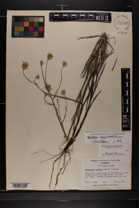 Pityopsis tracyi image