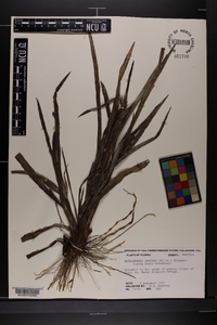 Pityopsis microcephala image