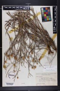Pityopsis graminifolia image