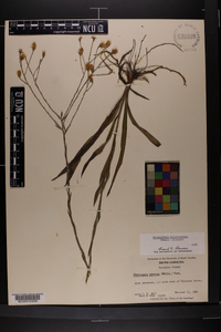Pityopsis microcephala image
