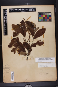 Castanea pumila var. pumila image